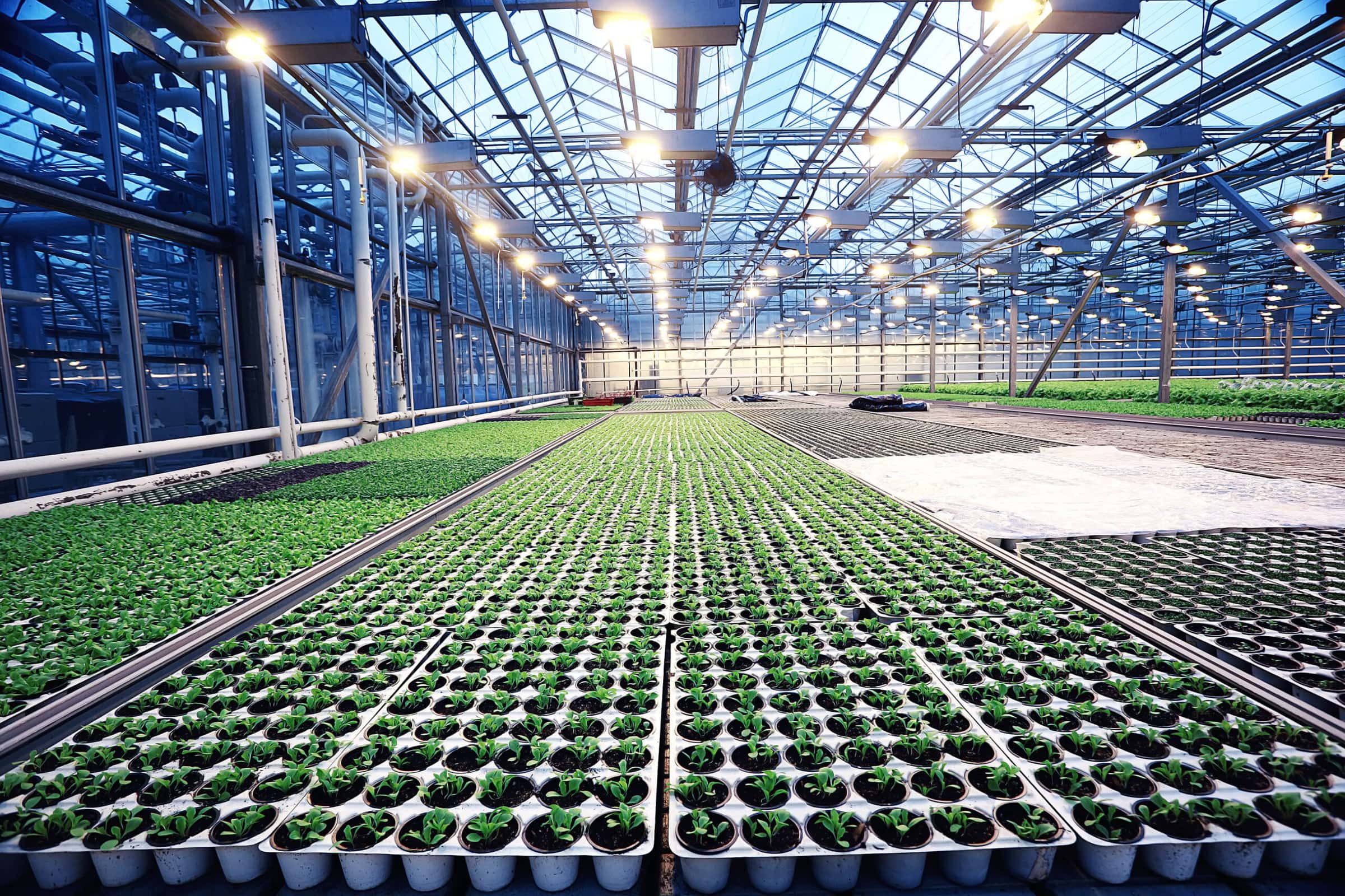 Agribusiness,Greenhouse,Seedling,Spring Greenhouse