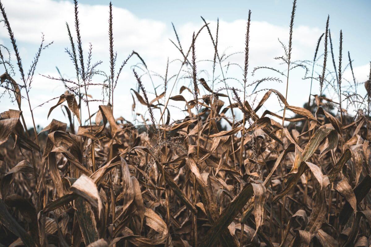 Photo Credit: Keagan Henman (unsplash)