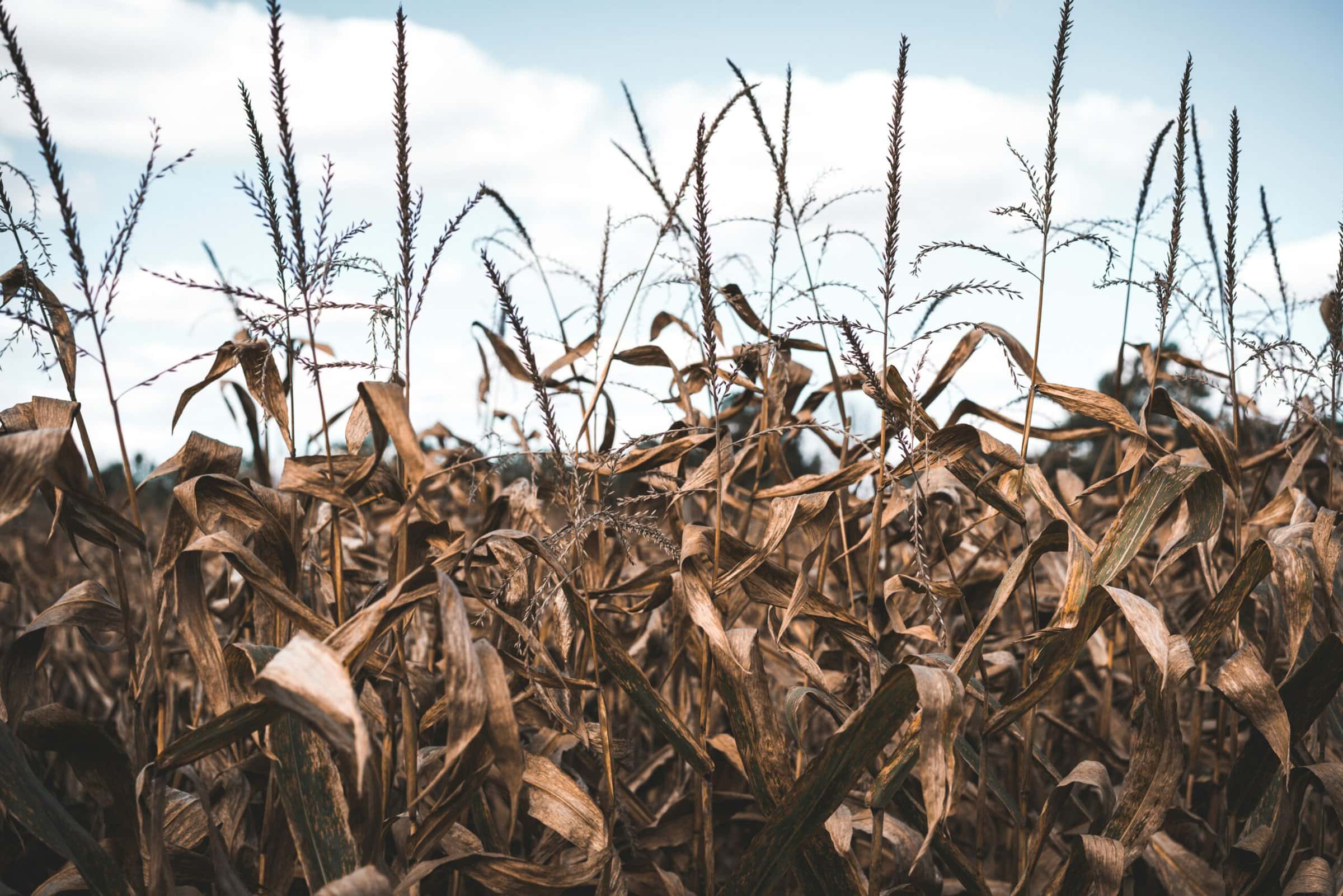 Photo Credit: Keagan Henman (unsplash)