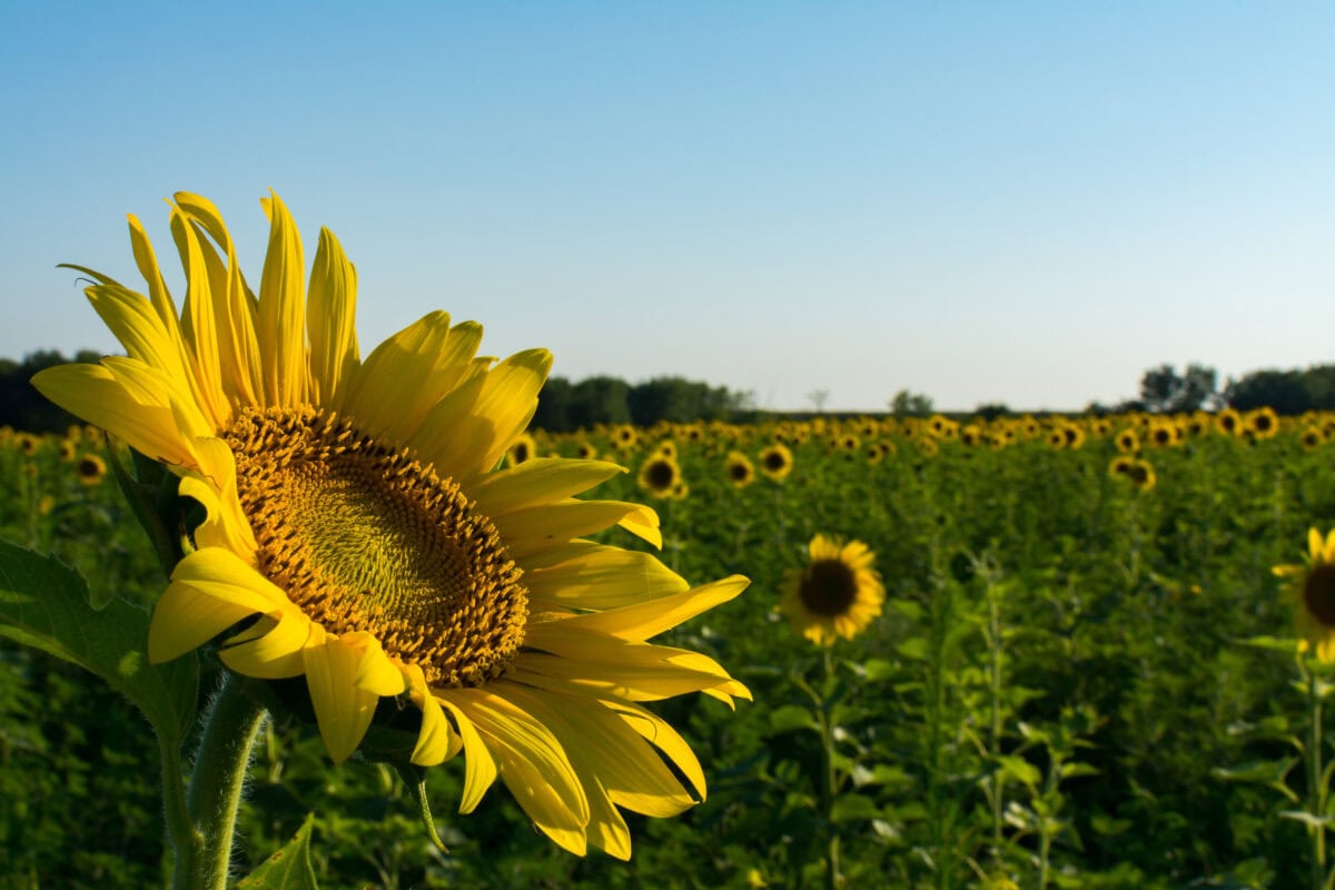 A single blooming sunflower on a summer afternoon as the sun begins to set. Matthiessen State Park, Illinois, USA.