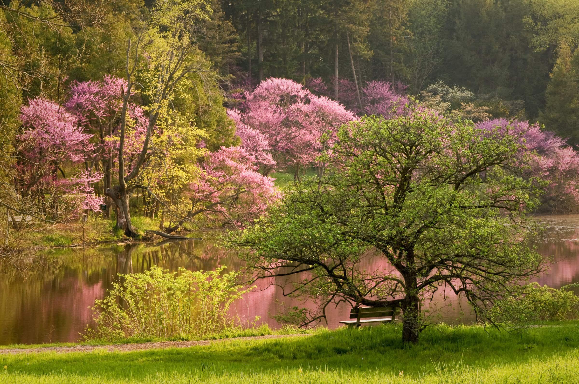 Illinois' native redbud trees produce heart-shaped leaves. Image via Shutterstock.